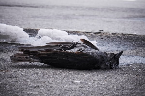 PEST CONTROL HEMEL, Hertfordshire. Services: Dead Animal Removal. Swift and Safe Dead Animal Removal Services in Hemel